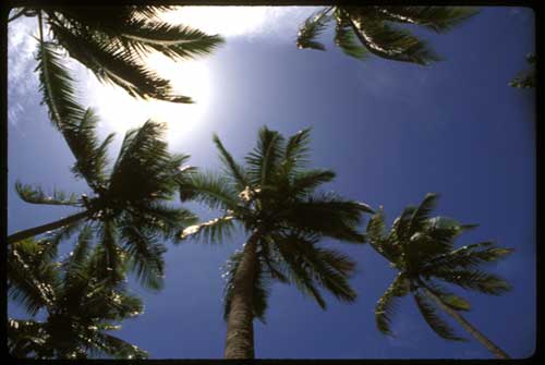 Figi palms sway to the song of the south seas ©1996 UrbisMedia