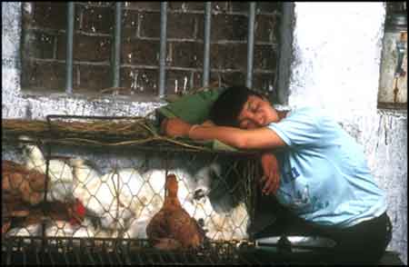 Chinese woman naps with her chickens. © 1991 UrbisMedia