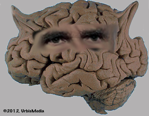 The Romney brain (actual size)